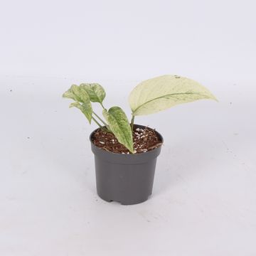 Monstera adansonii laniata MINT