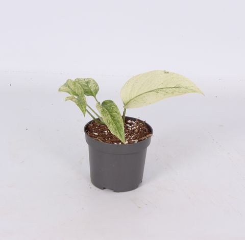 Monstera adansonii laniata MINT