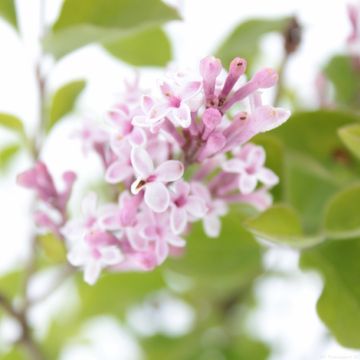 Syringa мейера FLOWERFESTA WHITE