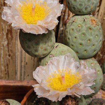 Tephrocactus geometricus
