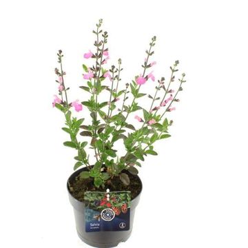 Salvia microphylla 'Salvinio Pink'