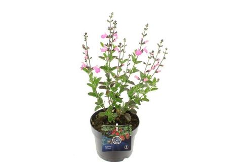 Salvia microphylla 'Salvinio Pink'