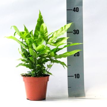 Pteris cretica 'Parkeri'