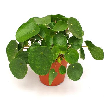 Pilea peperomioides