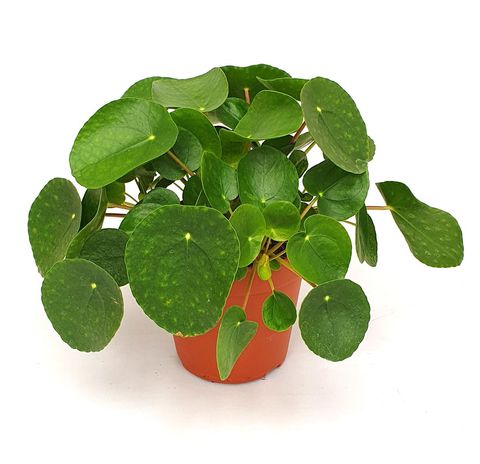 Pilea peperomioides