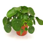 Pilea peperomioides