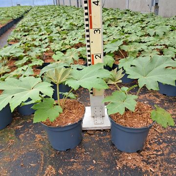 Tetrapanax papyrifer 'Rex'