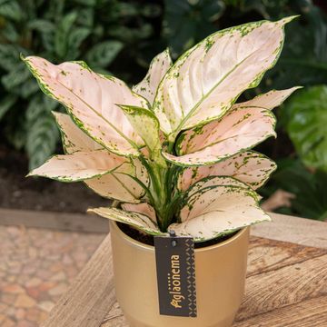 Aglaonema 'Rosy'