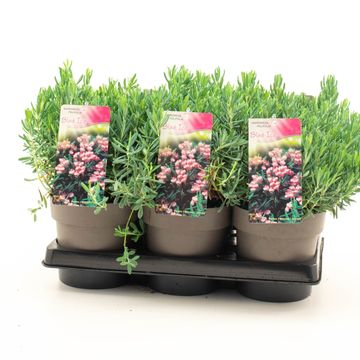 Andromeda polifolia 'Blue Ice'