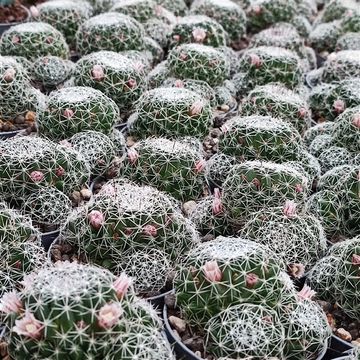 Mammillaria decipiens