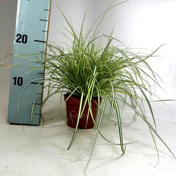 Carex oshimensis