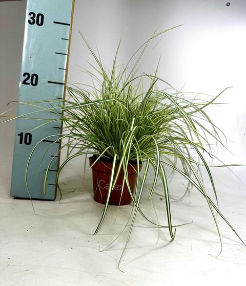 Carex oshimensis