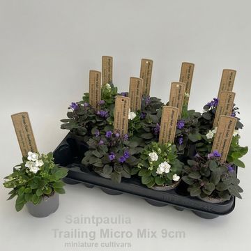 Saintpaulia TRAILING MICRO MIX