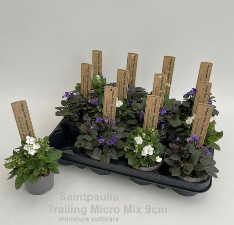 Saintpaulia TRAILING MICRO MIX