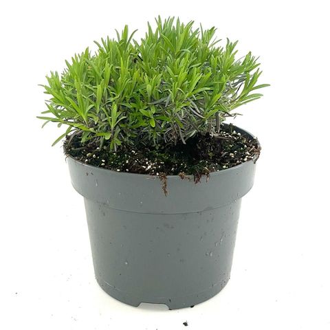 Lavandula angustifolia LITTLE LADY