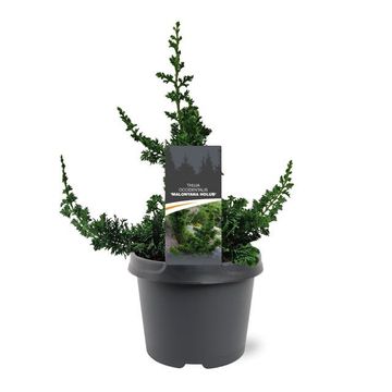 Thuja occidentalis 'Malonyana Holub'