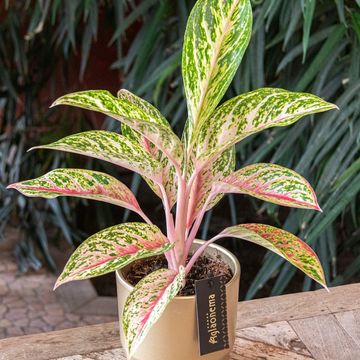 Aglaonema 'Tango Pink'
