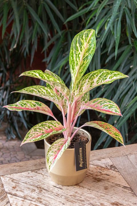 Аглаонема 'Tango Pink'