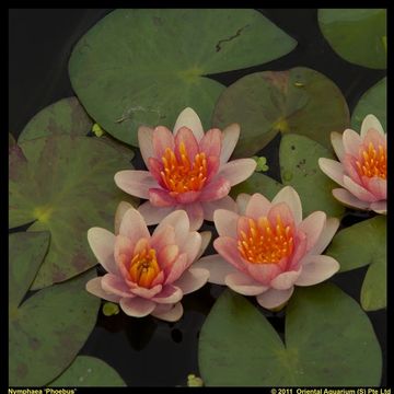 Nymphaea 'Phoebus'