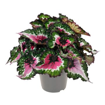 Begonia PURPLE BLUSH