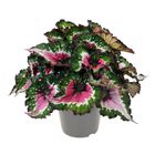 Begonia PURPLE BLUSH