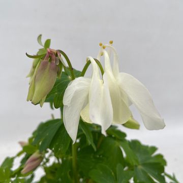 Aquilegia SPRING MAGIC MIX