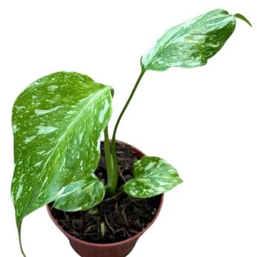 Monstera deliciosa 'Electro Light'
