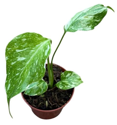 Monstera deliciosa 'Electro Light'