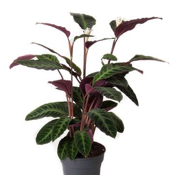 Calathea warscewiczii
