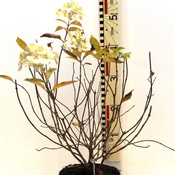 Hydrangea paniculata 'Limelight'