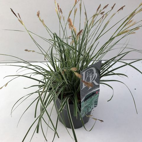 Carex oshimensis ЭВЕРЕСТ