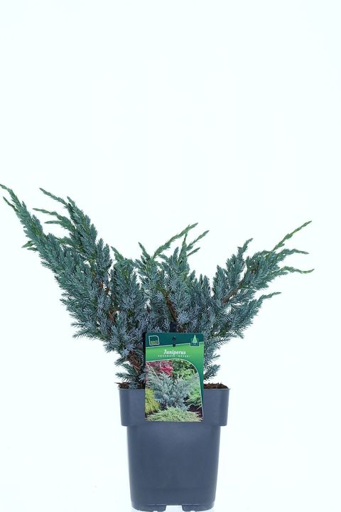 Juniperus squamata 'Meyeri'