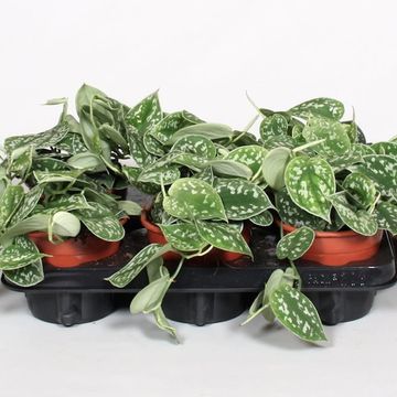 Scindapsus pictus 'Argyraeus'