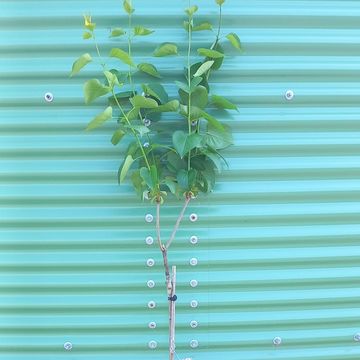 Syringa vulgaris 'Sensation'