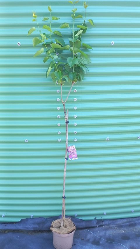 Syringa vulgaris 'Sensation'