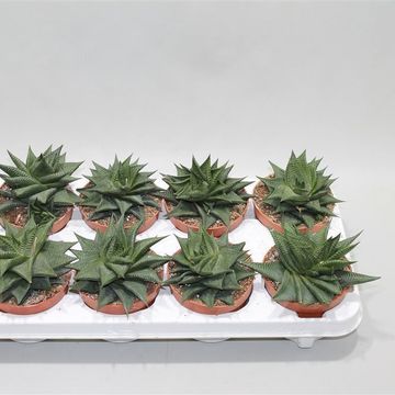 Haworthia limifolia 'Twister'