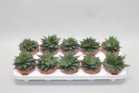 Haworthia limifolia 'Twister'