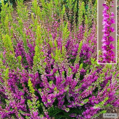 Calluna vulgaris 'Con Brio'