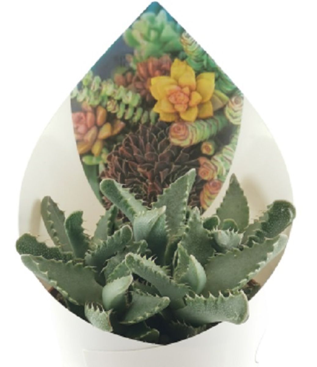 Faucaria tuberculosa — Plant Wholesale FlorAccess