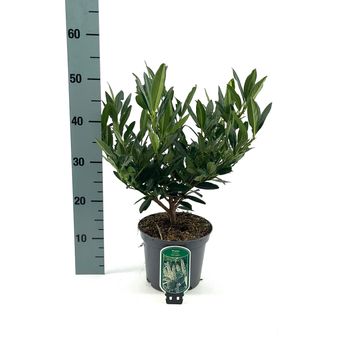 Prunus laurocerasus 'Otto Luyken'