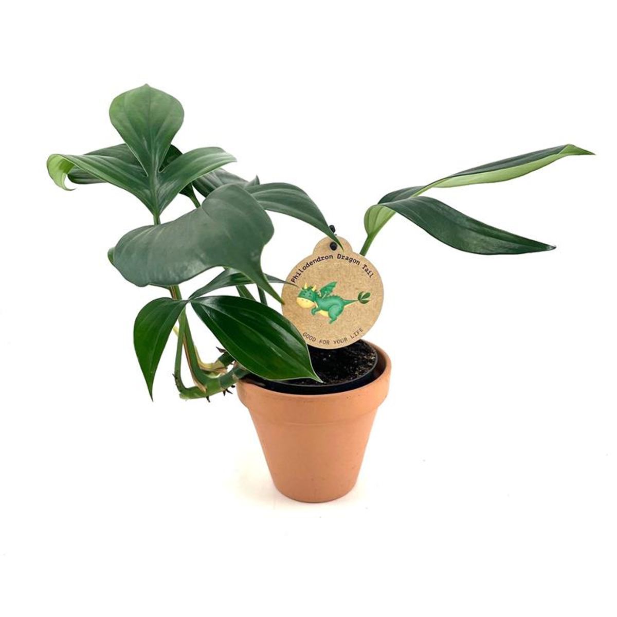 philodendron dragon tail Philodendron 'Dragon Tail' main image 0