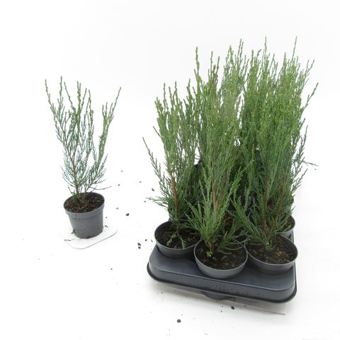 Juniperus scopulorum 'Blue Arrow'
