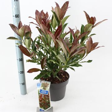 Viburnum odoratissimum COPPERTOP