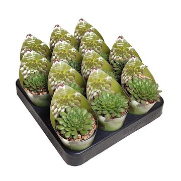 Orostachys fimbriata