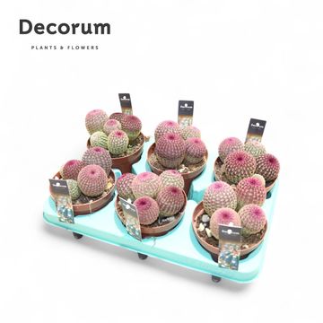 Echinocereus pectinatus rubrispinus