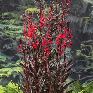 Lobelia cardinalis