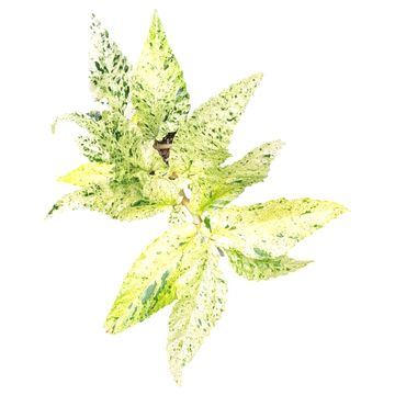 Pellionia repens 'Variegata'