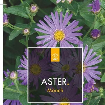 Aster x frikartii 'Mönch'