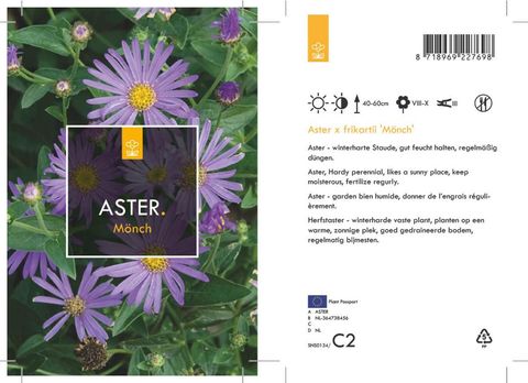Aster x frikartii 'Mönch'