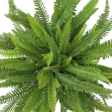Blechnum spicant